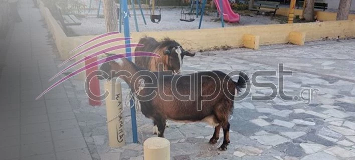 Ηράκλειο: Αστυνομικοί συνέλαβαν… μία κατσίκα και έναν τράγο -Τί συνέβη;